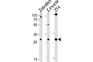Western blot analysis of lysates from Zebrafish, zebra fish muscle tissue lysate, ZF4 cell line (from left to right), using (DANRE) ak2 Antibody (N-term) Azb18720b. (Adenylate Kinase 2 antibody  (N-Term))