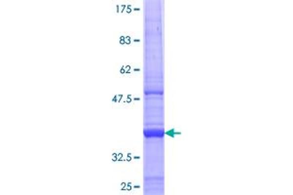 MBTPS1 Protein (AA 246-355) (GST tag)