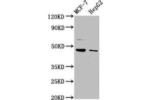 Western Blot Positive WB detected in: MCF-7 whole cell lysate, HepG2 whole cell lysate All lanes: HEPACAM antibody at 3. (HEPACAM antibody  (AA 265-415))