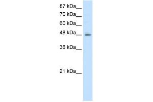 WB Suggested Anti-ERGIC2 Antibody Titration:  2. (ERGIC2 antibody  (N-Term))