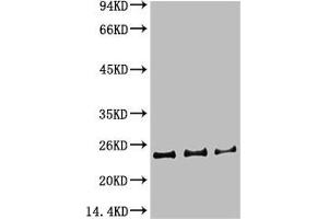 Western blot analysis of 1) Hela Cell Lysate, 2)3T3 Cell Lysate, 3) PC12 Cell Lysate using HP-1γα Mouse mAb diluted at 1:1000. (CBX5 antibody)