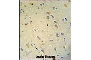 GRIA4 antibody (Center) (ABIN654681 and ABIN2844375) immunohistochemistry analysis in formalin fixed and paraffin embedded human brain tissue followed by peroxidase conjugation of the secondary antibody and DAB staining. (GRIA4 antibody  (AA 259-287))