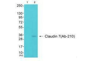 Western blot analysis of extracts from 3T3 cells (Lane 2), using Claudin 7 (Ab-210) antiobdy. (Claudin 7 antibody  (Tyr210))