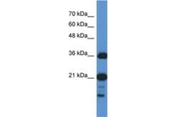 C1orf144 Antikörper  (N-Term)