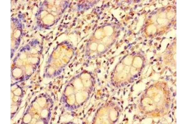 EDEM2 antibody  (AA 22-300)