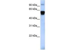 Image no. 1 for anti-Tripartite Motif Containing 10 (TRIM10) (AA 396-445) antibody (ABIN6742468) (TRIM10 antibody  (AA 396-445))