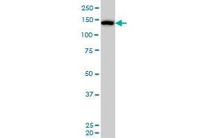 CAND1 antibody  (AA 1-100)