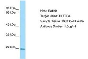 Image no. 1 for anti-C-Type Lectin Domain Family 3, Member A (CLEC3A) (N-Term) antibody (ABIN6750093) (CLEC3A antibody  (N-Term))
