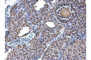 IHC-P Image KAP1 antibody [N1N2], N-term detects KAP1 protein at nucleus on mouse ovary by immunohistochemical analysis. (KAP1 antibody  (N-Term))
