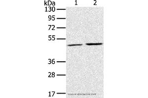 Western blot analysis of K562 and NIH/3T3 cell, using RRAGC Polyclonal Antibody at dilution of 1:400 (GTR2 antibody)