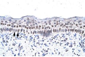 Human Spermatophore; ZNF500 antibody - middle region in Human Spermatophore cells using Immunohistochemistry (ZNF500 antibody  (Middle Region))