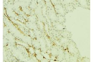 ABIN6277251 at 1/100 staining Mouse kidney tissue by IHC-P. (PRG2 antibody  (Internal Region))