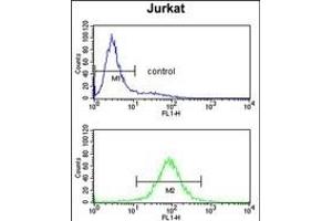 PCCB Antibody (Center) (ABIN652789 and ABIN2842517) flow cytometry analysis of Jurkat cells (bottom histogram) compared to a negative control cell (top histogram). (PCCB antibody  (AA 82-107))