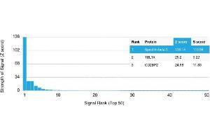 Analysis of Protein Array containing more than 19,000 full-length human proteins using Spectrin beta III Mouse Monoclonal Antibody (SPTBN2/1582). (Spectrin, Beta, Non-erythrocytic 2 (SPTBN2) (AA 356-475) antibody)