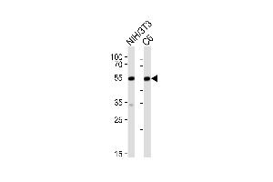 Western blot analysis of lysates from mouse NIH/3T3,rat C6 cell line (from left to right), using Srf Antibody (C-term) (ABIN6242823 and ABIN6577636). (SRF antibody  (C-Term))