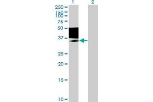 Western Blot analysis of MAGEB1 expression in transfected 293T cell line by MAGEB1 MaxPab polyclonal antibody. (MAGEB1 antibody  (AA 1-347))