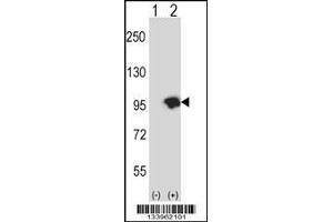 Western blot analysis of USP15 using rabbit polyclonal USP15 Antibody using 293 cell lysates (2 ug/lane) either nontransfected (Lane 1) or transiently transfected (Lane 2) with the USP15 gene. (USP15 antibody  (N-Term))