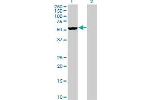 Western Blot analysis of NOVA1 expression in transfected 293T cell line by NOVA1 MaxPab polyclonal antibody. (NOVA1 antibody  (AA 1-507))