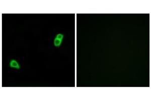 Immunofluorescence analysis of LOVO cells, using GPR34 antibody. (GPR34 antibody  (Internal Region))
