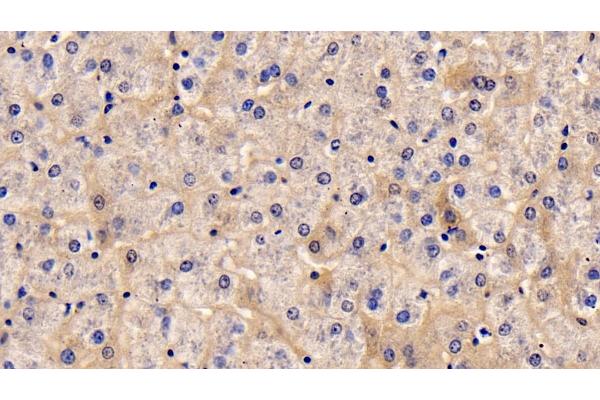 Thymic Stromal Lymphopoietin antibody  (AA 29-159)
