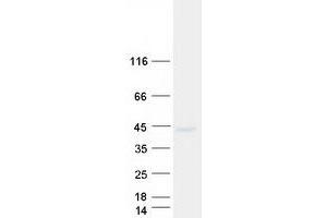 SEH1L Protein (Transcript Variant 2) (Myc-DYKDDDDK Tag)