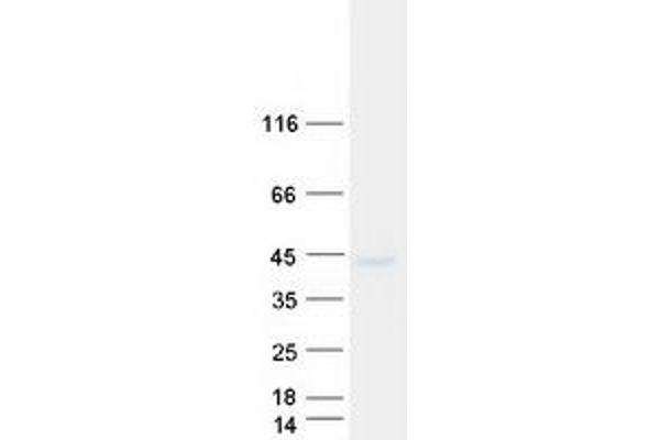 SEH1L Protein (Transcript Variant 2) (Myc-DYKDDDDK Tag)