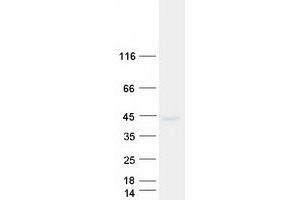 Validation with Western Blot (SEH1L Protein (Transcript Variant 2) (Myc-DYKDDDDK Tag))