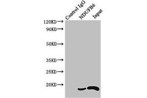 Immunoprecipitating NDUFB6 in HEK293 whole cell lysate Lane 1: Rabbit control IgG instead of (1 μg) instead of ABIN7160929 in HEK293 whole cell lysate.
