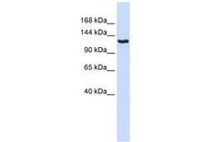 Image no. 1 for anti-Inhibin Binding Protein (INHBP) (AA 324-373) antibody (ABIN6743081) (IGSF1 antibody  (AA 324-373))
