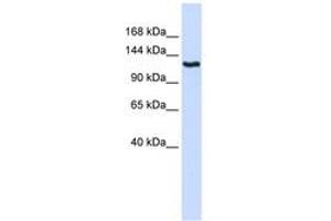 Image no. 1 for anti-Inhibin Binding Protein (INHBP) (AA 324-373) antibody (ABIN6743081)