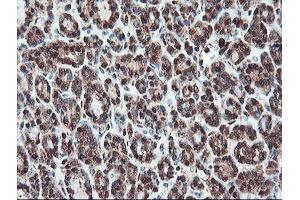 Image no. 10 for anti-serpin Peptidase Inhibitor, Clade B (Ovalbumin), Member 1 (SERPINB1) (AA 77-306) antibody (ABIN1491670) (SERPINB1 antibody  (AA 77-306))