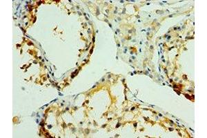 Immunohistochemistry of paraffin-embedded human testis tissue using ABIN7161326 at dilution of 1:100 (Neuroligin Y antibody  (AA 682-816))