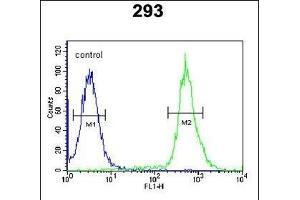 C3orf31 Antibody (Center) (ABIN651587 and ABIN2840313) flow cytometric analysis of 293 cells (right histogram) compared to a negative control cell (left histogram).