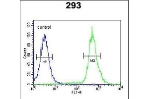 C3orf31 Antibody (Center) (ABIN651587 and ABIN2840313) flow cytometric analysis of 293 cells (right histogram) compared to a negative control cell (left histogram). (TAM41 antibody  (AA 180-208))