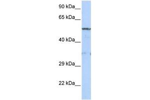 WB Suggested Anti-LIPG Antibody Titration:  0. (LIPG antibody  (Middle Region))