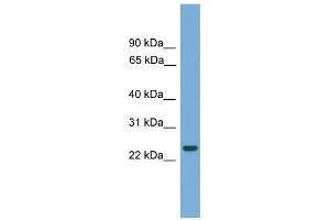 C19orf18 antibody used at 1 ug/ml to detect target protein. (C19orf18 antibody  (N-Term))