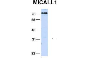 Host:  Rabbit  Target Name:  MICALL1  Sample Type:  HepG2  Antibody Dilution:  1. (MICAL-Like 1 antibody  (N-Term))