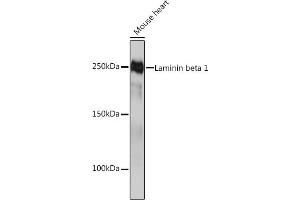 Western blot analysis of extracts of Mouse heart, using Laminin beta 1 Rabbit mAb (ABIN7268185) at 1:1000 dilution. (Laminin beta 1 antibody)