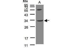 WB Image Sample(30 μg of whole cell lysate) A:Raji, 12% SDS PAGE antibody diluted at 1:500 (VPS37C antibody  (N-Term))