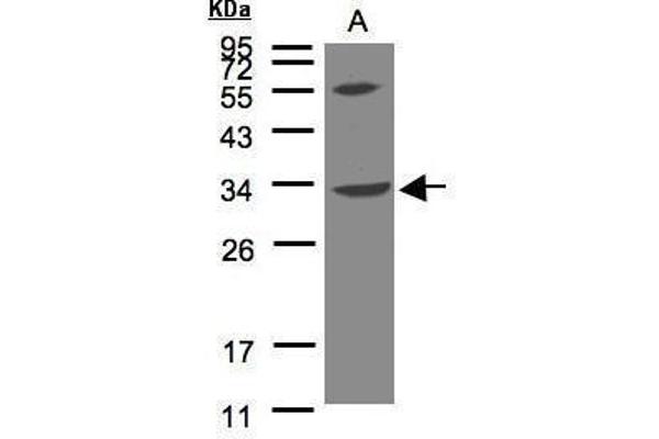 VPS37C anticorps  (N-Term)