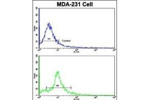 Flow cytometric analysis of MDA-231 cells using NUP62 Antibody (C-term )(bottom histogram) compared to a negative control cell (top histogram). (NUP62 antibody  (C-Term))