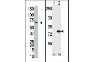 Image no. 1 for anti-Negative Regulator of Ubiquitin-Like Proteins 1 (NUB1) (C-Term) antibody (ABIN357742) (NUB1 antibody  (C-Term))