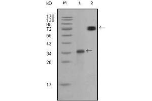 Western blot analysis using RET mouse mAb against truncated RET recombinant protein (1) and RET (aa658-1063)-hIgGFc transfected CHO-K1 cell lysate (2).
