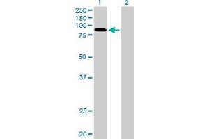 Western Blot analysis of RNF10 expression in transfected 293T cell line by RNF10 MaxPab polyclonal antibody. (RNF10 antibody  (AA 1-811))