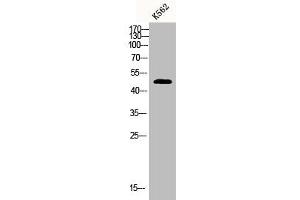 Western Blot analysis of K562 cells using CPA1 Polyclonal Antibody (CPA1 antibody  (Internal Region))