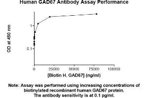 Immunofluorescence (IF) image for anti-Glutamate Decarboxylase 1 (Brain, 67kDa) (GAD1) (AA 1-594) antibody (ABIN5566519) (GAD antibody  (AA 1-594))