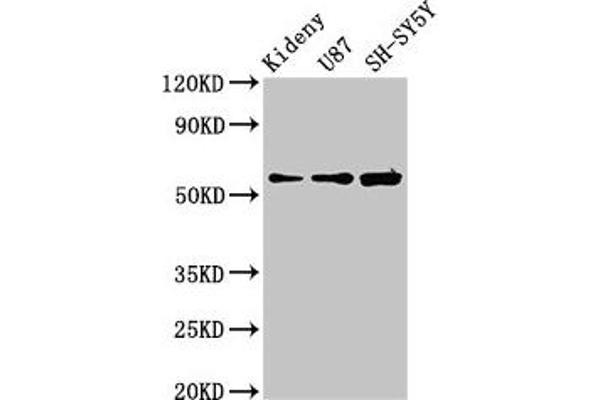KCNAB1 抗体  (AA 287-401)