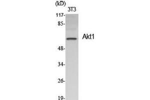 Western Blot (WB) analysis of specific cells using Akt1 Polyclonal Antibody. (AKT1 antibody  (Ser1303))