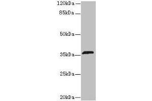 Western blot All lanes: OR2L13 antibody at 6 μg/mL + Mouse liver tissue Secondary Goat polyclonal to rabbit IgG at 1/10000 dilution Predicted band size: 36 kDa Observed band size: 36 kDa