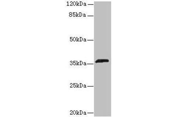 OR2L13 Antikörper  (AA 158-194)